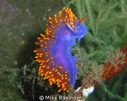 THIS IS A SPANISH SHAWL NUDIBRANCH TAKEN ON THE "SEA MOUN... by Mike Basinger 